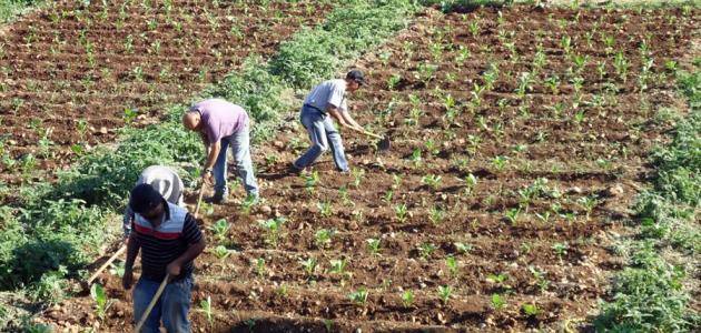 التيني: تراجع الصادرات الزراعية 40%