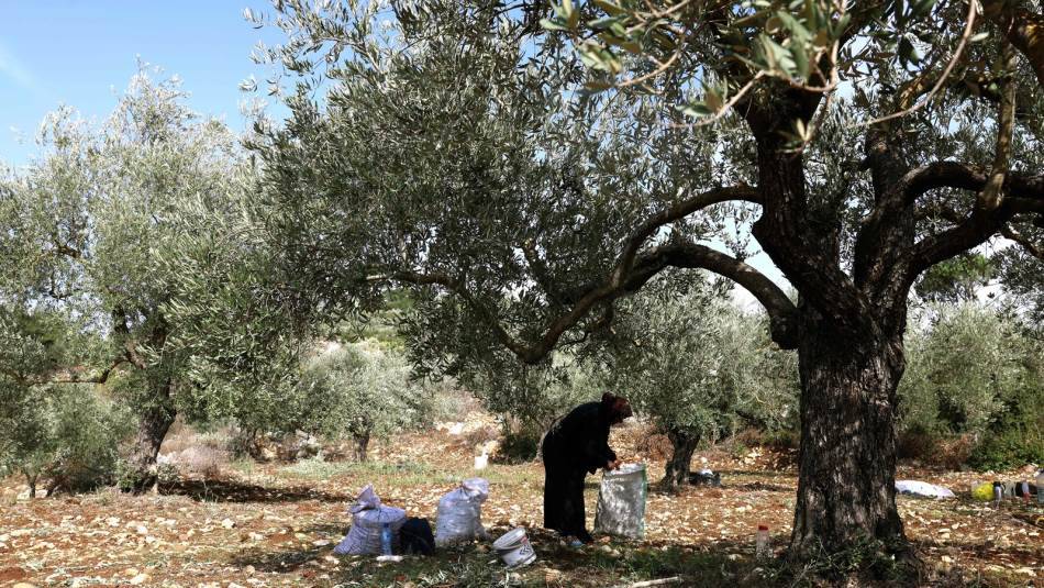 مزارعون في جنوب لبنان يحصدون الزيتون تحت أزيز الطائرات الحربية