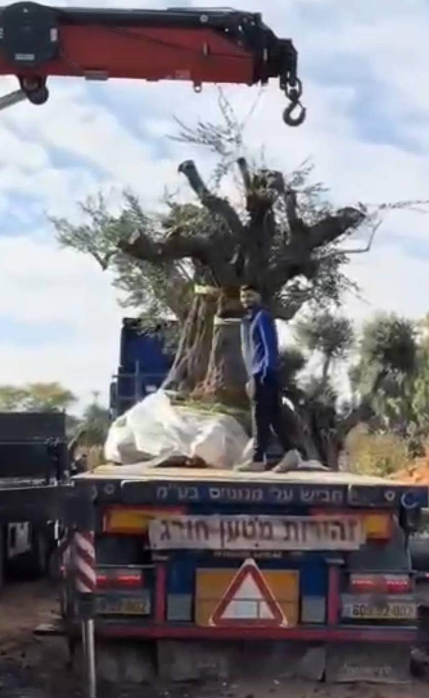 سرقة إسرائيلية لأشجار الزيتون المعمرة من القرى الحدودية