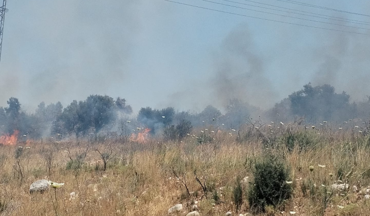 حريق في بساتين للزيتون المعمر في بيت الحوش - عكار