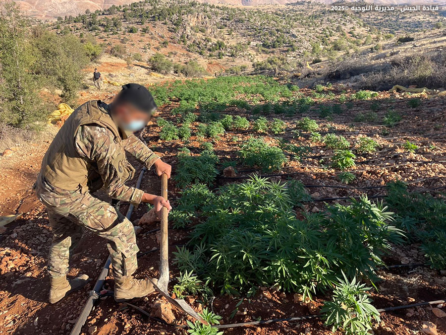 الجيش: إتلاف دونمات حشيشة وضبط معدات لتصنيع الكبتاغون
