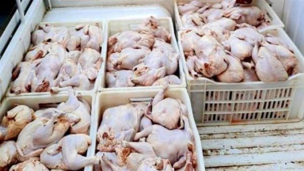 الأمن العام يصادر 8 أطنان من لحوم الدجاج الفاسدة