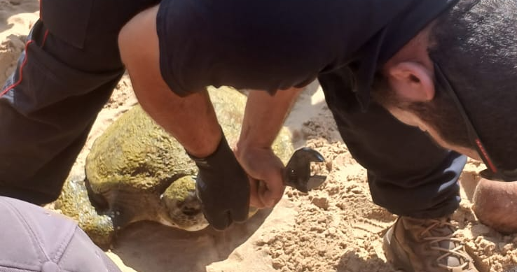 انتشال جثة مواطن مقابل مرفأ بيروت.. وإنقاذ سلحفاة عالقة بشباك صيد في جبيل