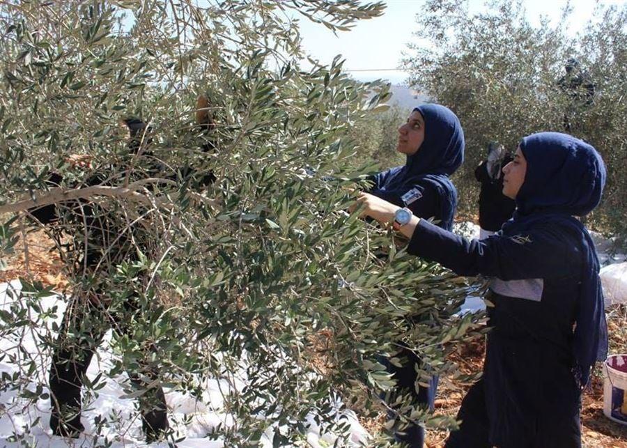 قطف الزيتون مستمر بمواكبة الجيش واليونيفيل