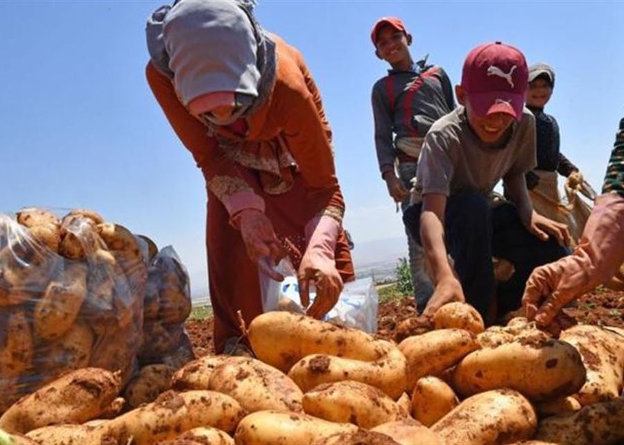 نقابة مزارعي البطاطا: الإنتاج متكدّس والوضع مأسوي