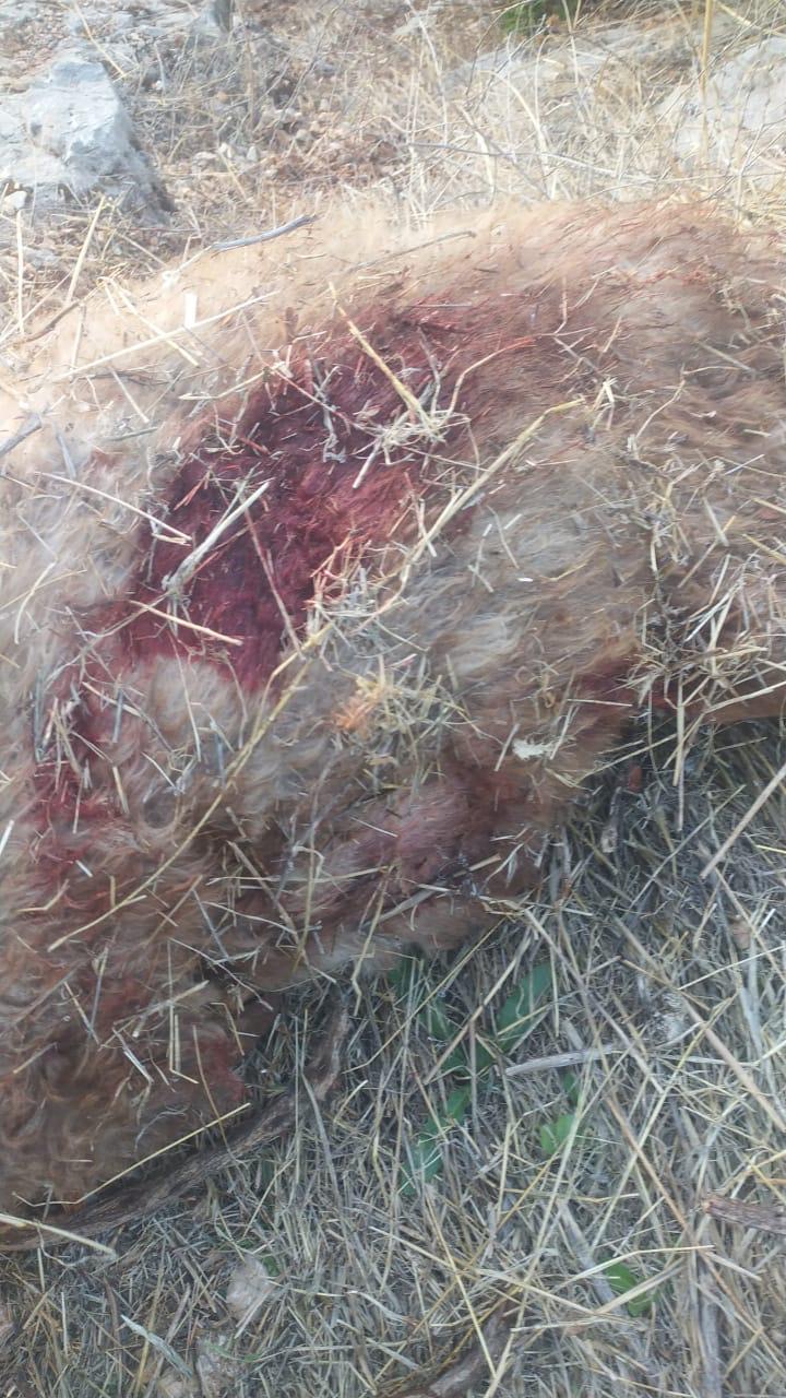 بلدية كفرشوبا تستنكر الاعتداءات الاسرائيلية على الآمنين