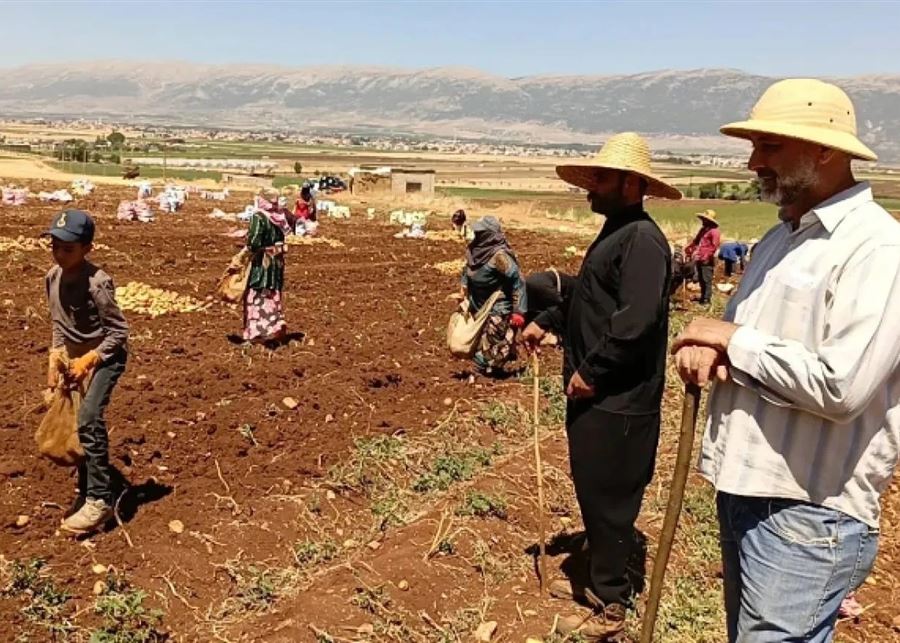 الإشارات عن رفع حظر الصادرات الزراعية للسعودية تنعش آمال اللبنانيين