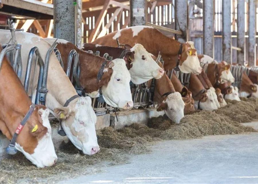 وزارة الزراعة أطلقت حملة التلقيح لمكافحة مرض الحمى القلاعية