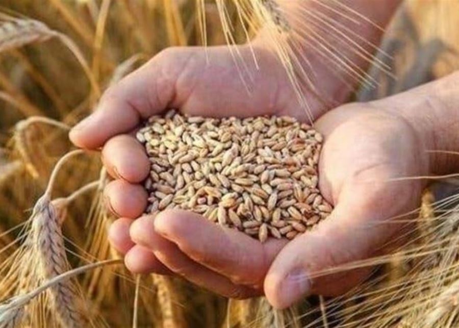 القمح في مواجهة الأزمة: دعم رسمي لتقليص فاتورة الاستيراد