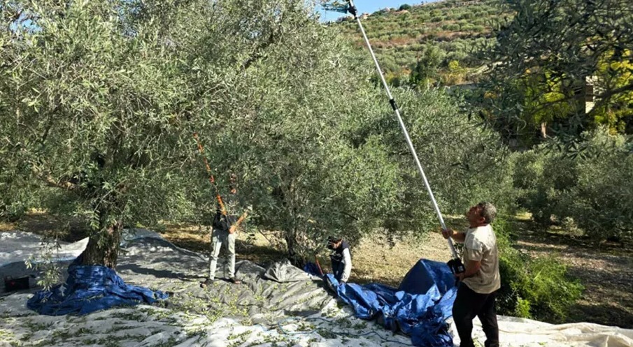الجيش الإسرائيلي يمنع مزارعي كفرشوبا من قطاف الزيتون