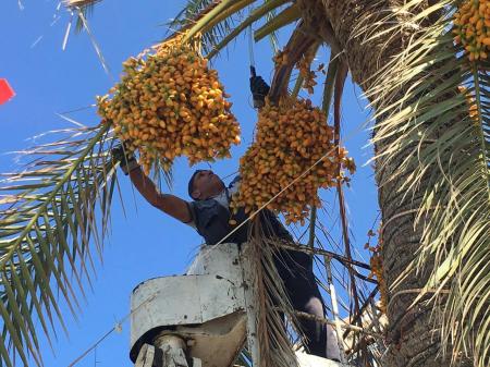 "بلح" صور .. لمن يرغب