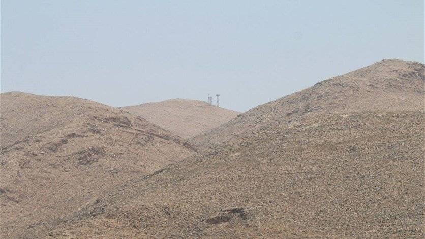 بالفيديو.. الدب السوري 