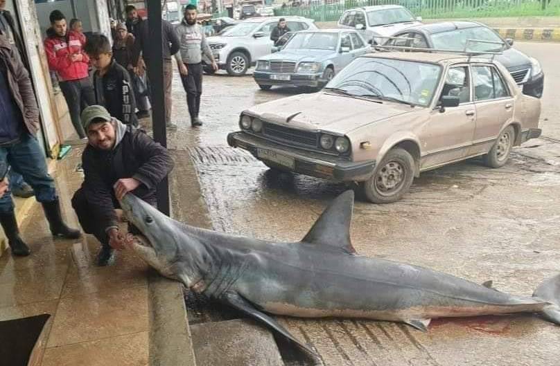 للمرة الأولى.. سمكة قرش في بحر العبدة