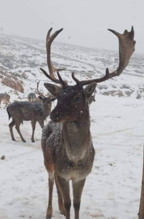 بالصورة.. غزلان لبنان